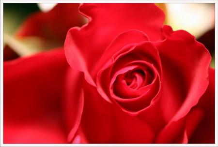 ma fleur à toi